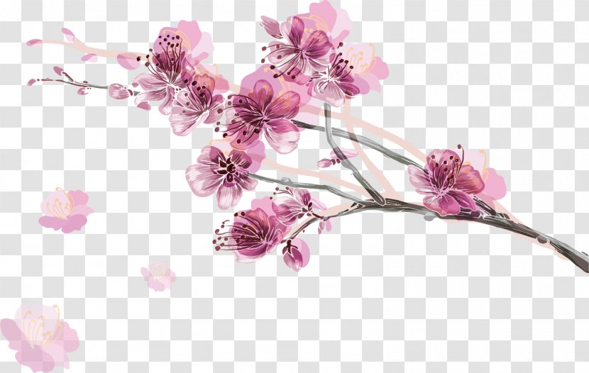 Pink Color Cherry Blossom Illustration - Petal - Petals Transparent PNG