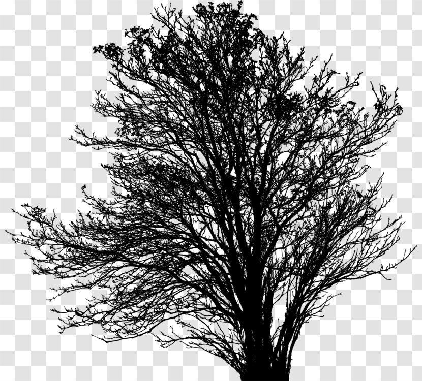 Pine Tree Silhouette - Red Oak Transparent PNG
