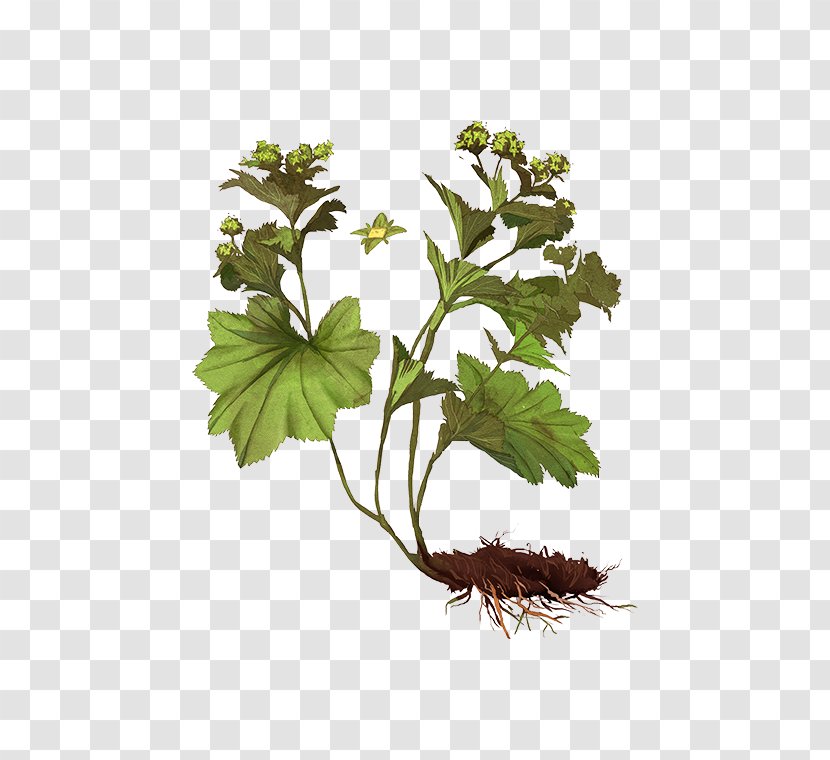 Alchemilla Vulgaris Leaf Plant Stem Alchemy Herb - Latin Transparent PNG