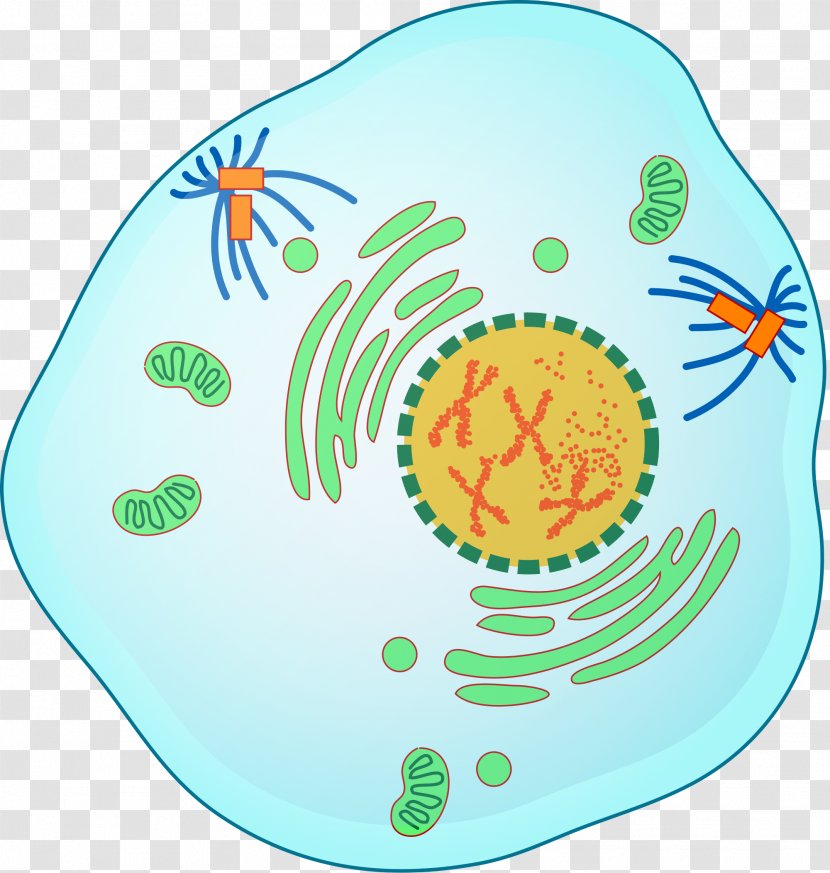 Prophase Mitosis Prometaphase Meiosis - Nucleolus - Cell Transparent PNG