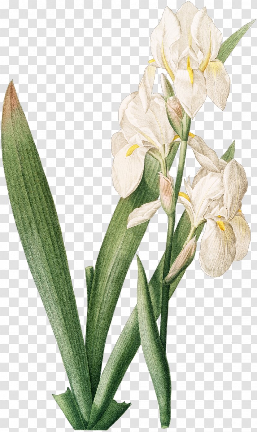 Irises Iris Florentina Croatica 百合圣经 Redouté Lilies: 50 Selections - Floral Design - White Fairy Transparent PNG