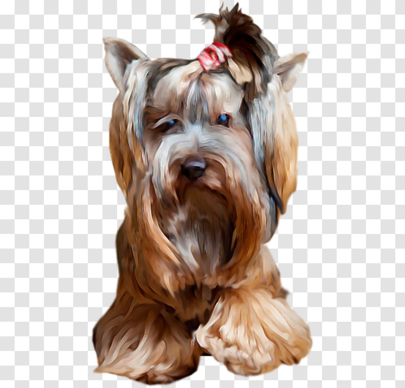 Yorkshire Terrier Miniature Schnauzer Dog Breed Companion Puppy Transparent PNG