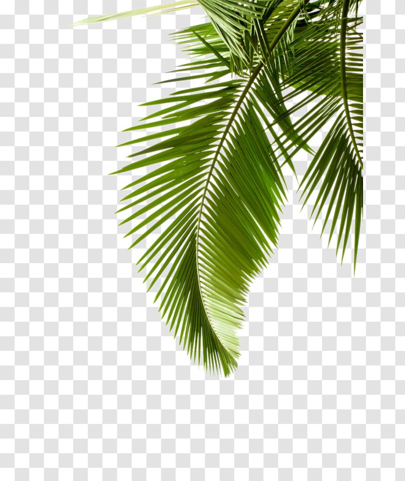 Arecaceae Leaf Tree Stock Photography Plant - Cycad - Palm Leaves Transparent PNG