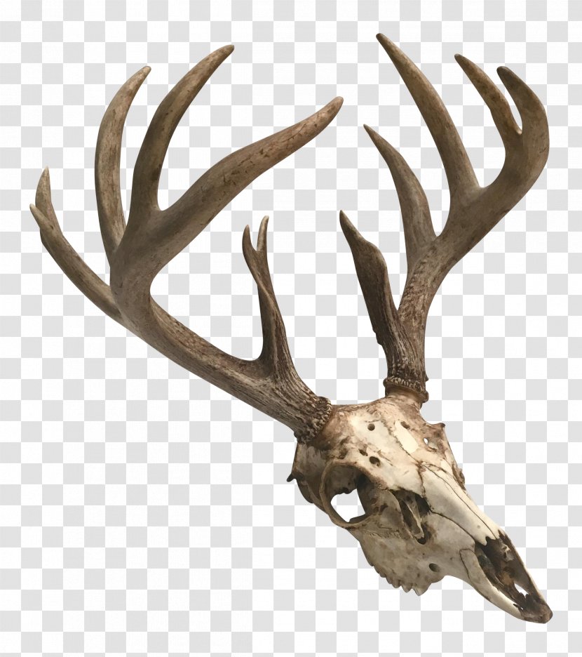 Antler Deer Moose Skull Elk - Reindeer Transparent PNG