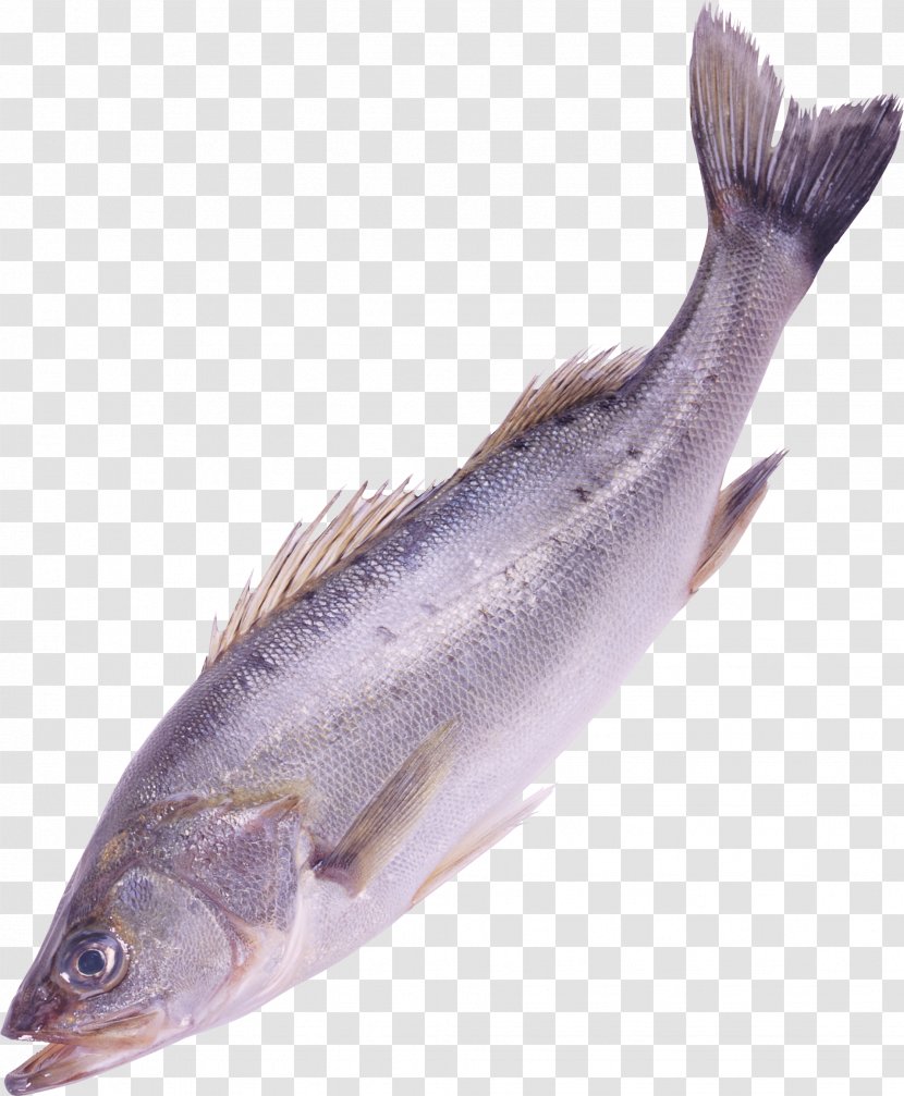 Papua New Guinea Fishing Fish As Food - Mackerel - Image Transparent PNG