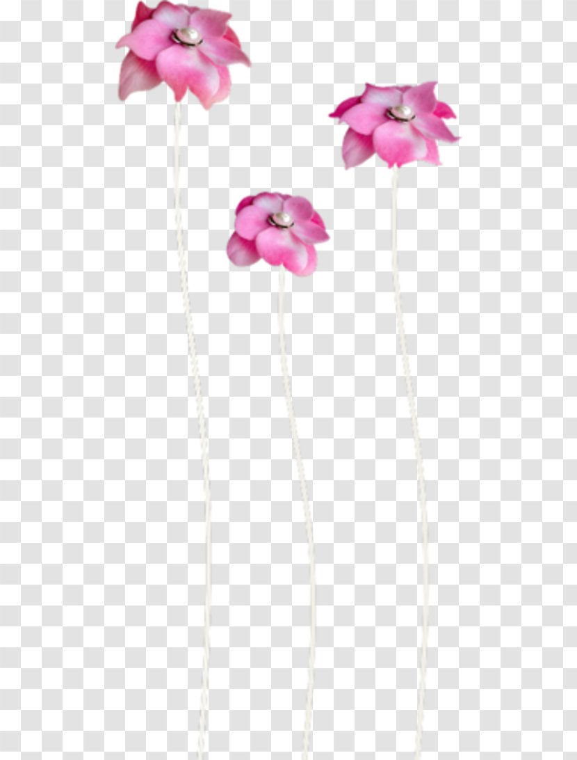 Cut Flowers Centerblog - Tulip - Flower Transparent PNG