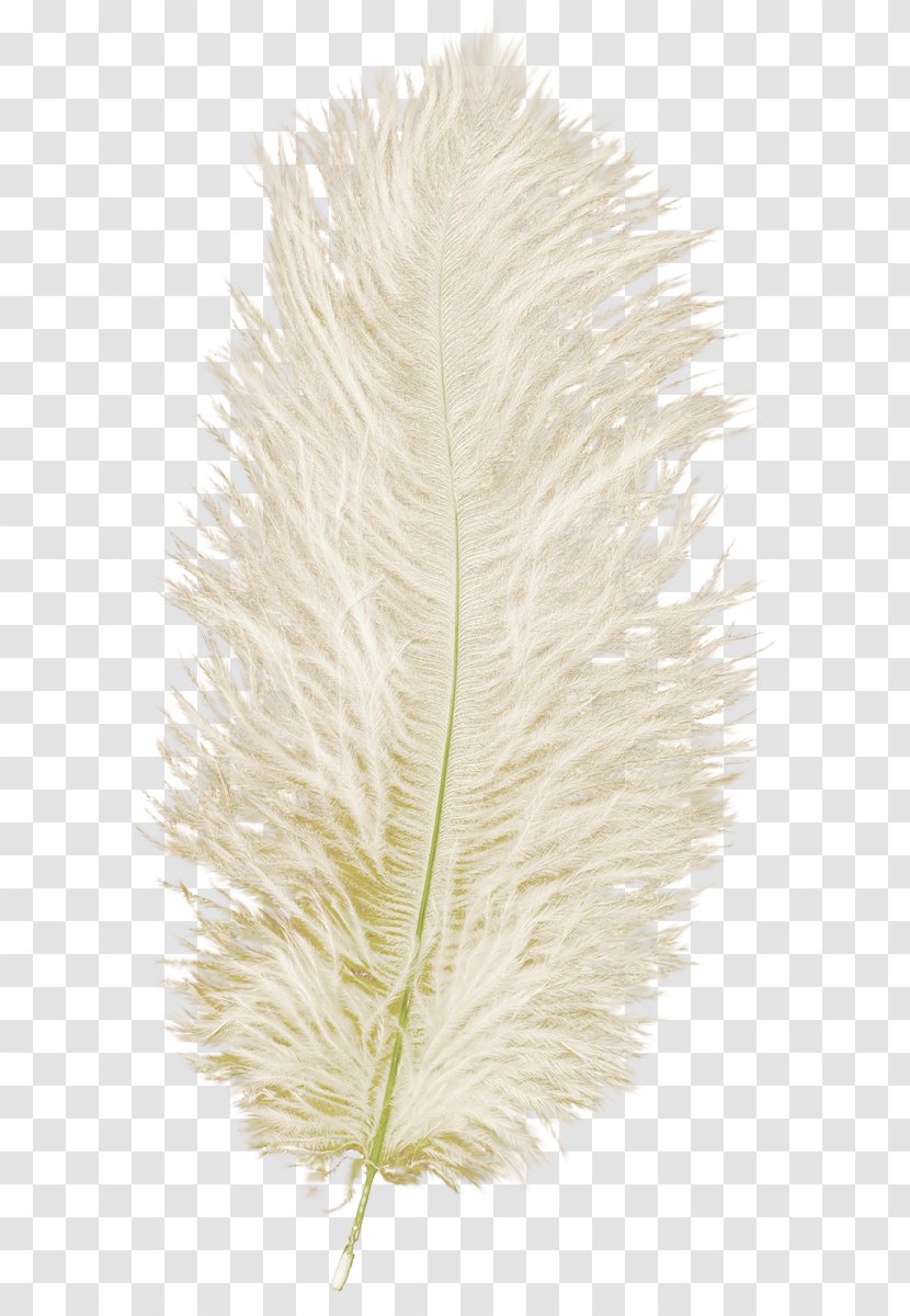 Feather Quill .net Transparent PNG