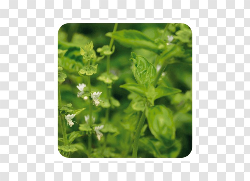 Basil Essential Oil Fines Herbes Marjoram - Extract Transparent PNG