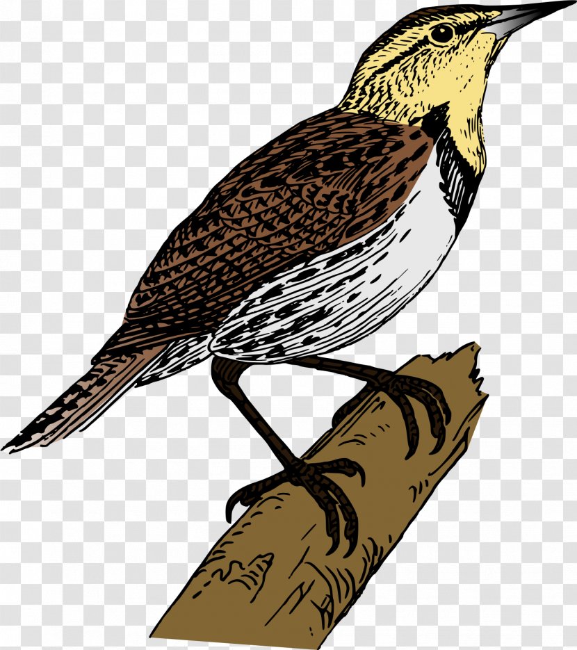 Flappet Lark Download Clip Art - Tree - Cliparts Transparent PNG