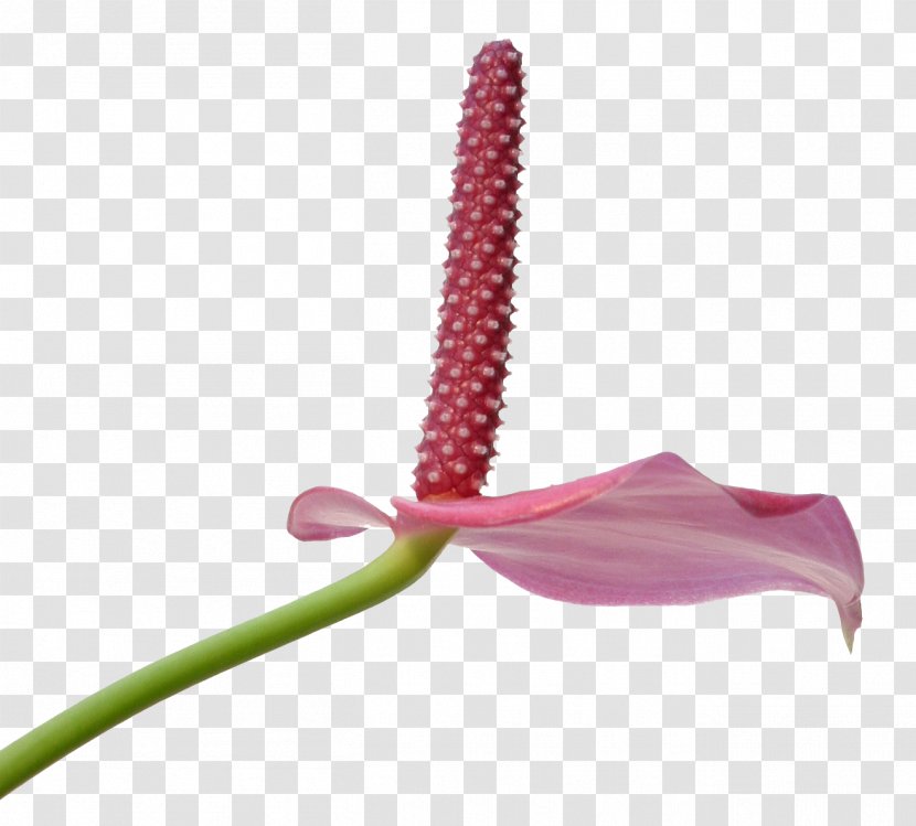 Flower Water Lily Clip Art - Royaltyfree - Plant Transparent PNG