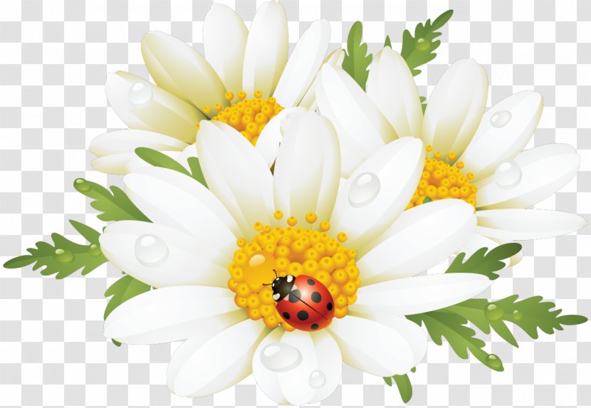Flower Common Daisy Clip Art - Frame - Camomile Transparent PNG