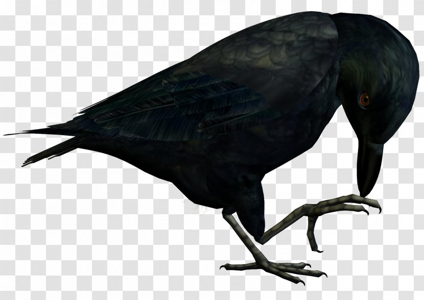 New Caledonian Crow American Rook Bird - Raster Graphics Transparent PNG