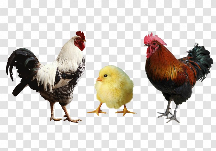 Chicken Horse Farm Rooster Animal Feed - Big Cock Renderings Transparent PNG