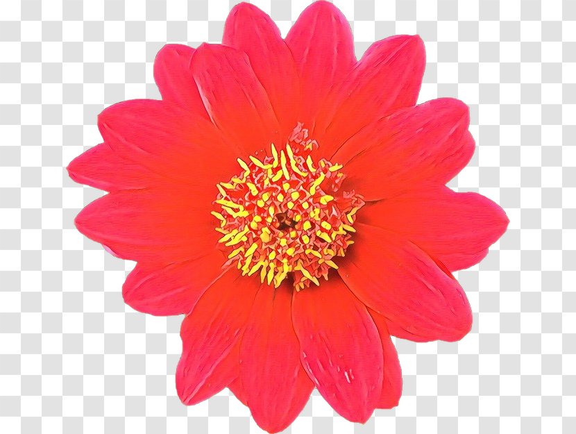 Flower Flowering Plant Petal Barberton Daisy Gerbera - Pink - Cut Flowers Yellow Transparent PNG