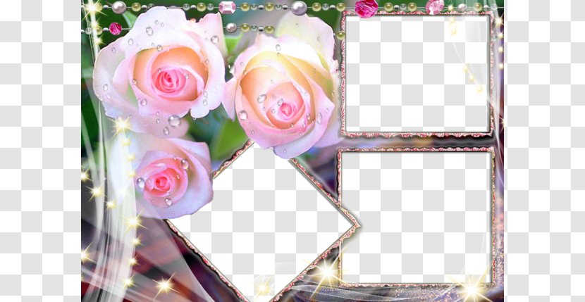 Rose Flower High-definition Television 1080p Wallpaper - Order - Pink Border Transparent PNG