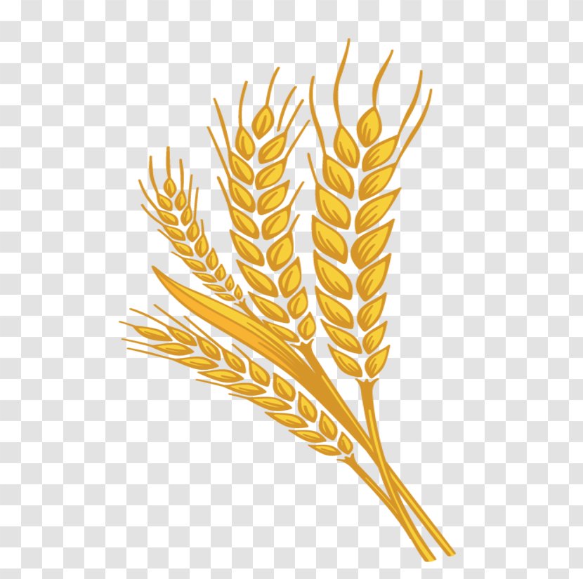 Grasses Font Plant Stem Line Grain - Wheat Transparent PNG