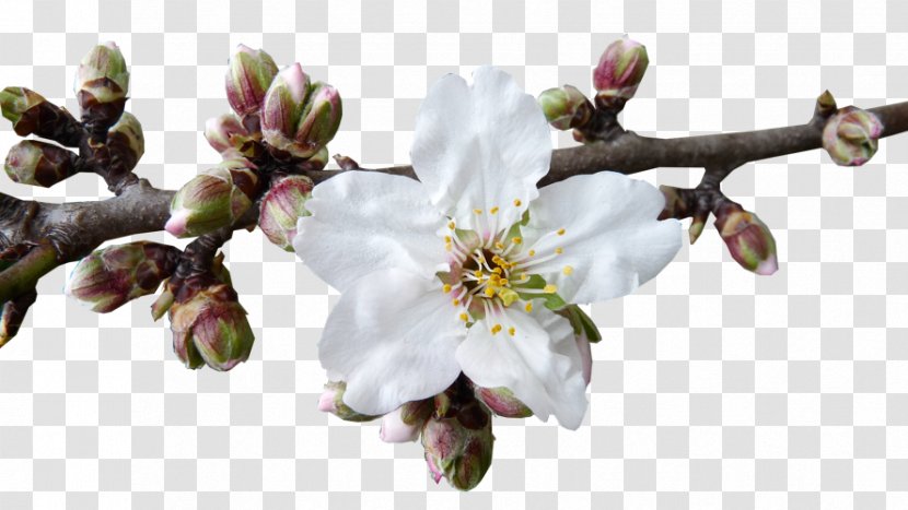 Almond Blossoms Food Autohaus GesmbH Tonitz - Spring Transparent PNG