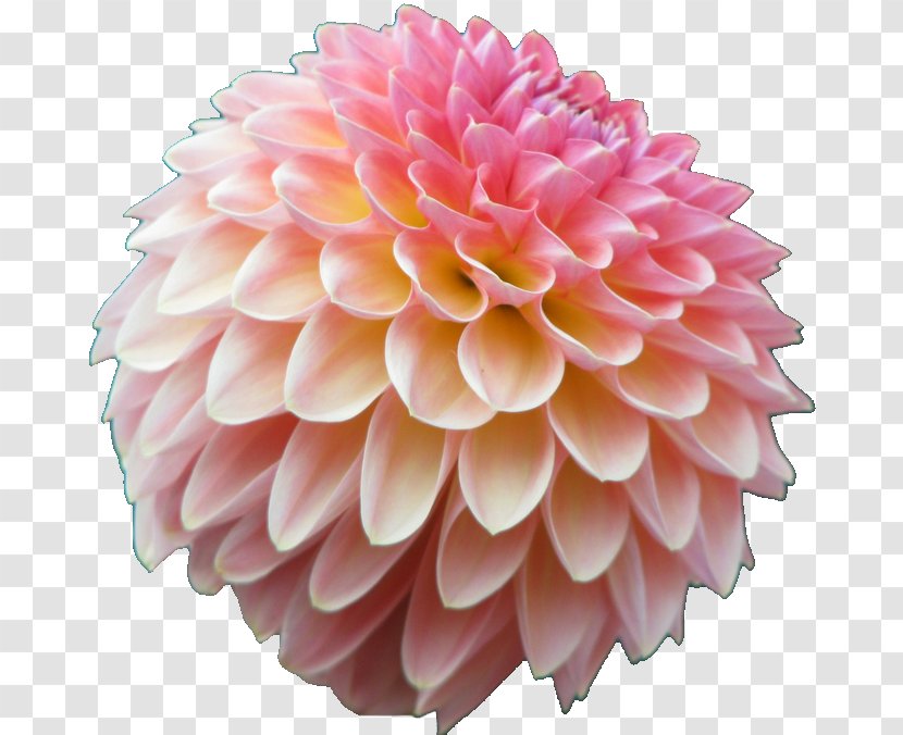 Dahlia Cut Flowers Daisy Family Pink - Flower Transparent PNG