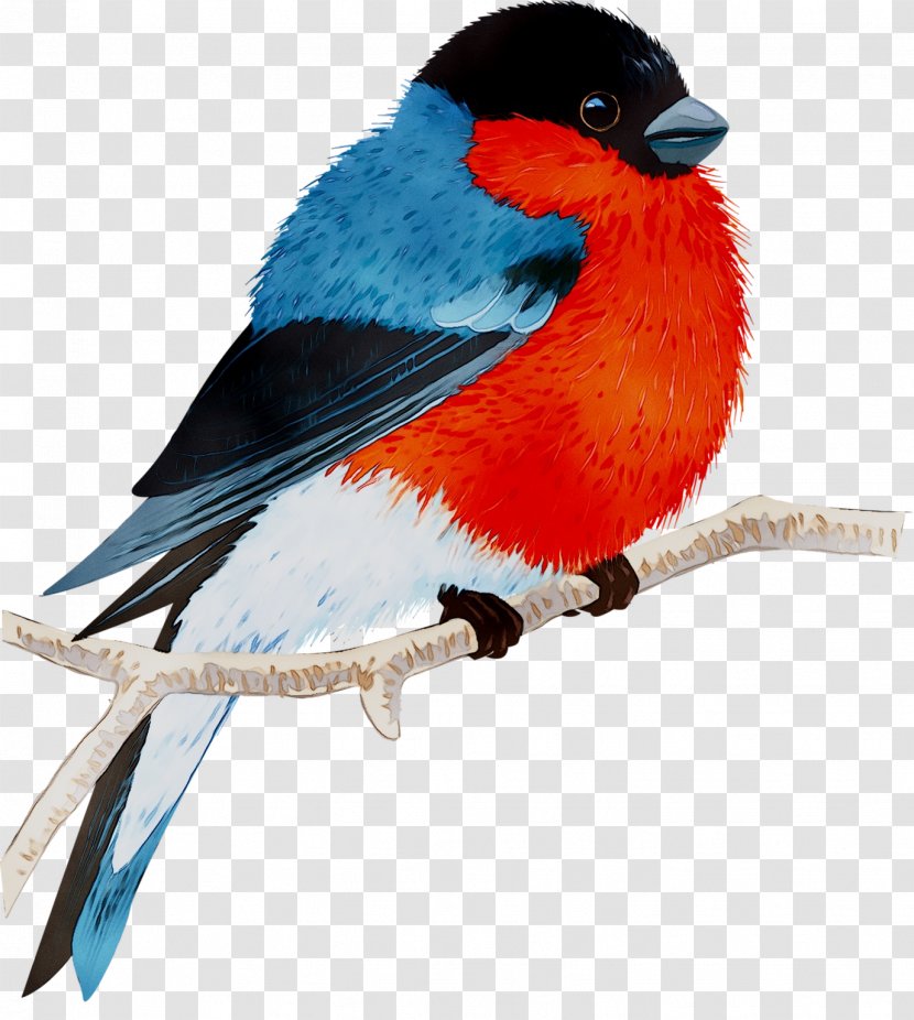 Finches Beak Feather Bluebird Systems Inc. - Vertebrate Transparent PNG