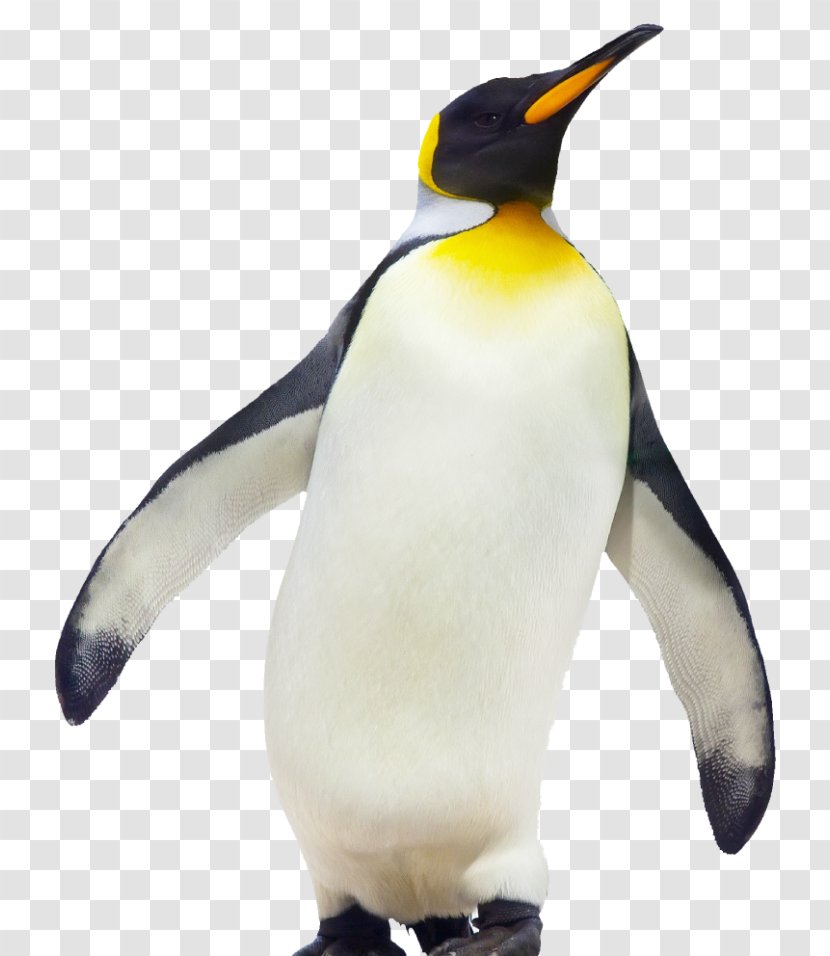 The Emperor Penguin Bird Gentoo - Fiordland Transparent PNG