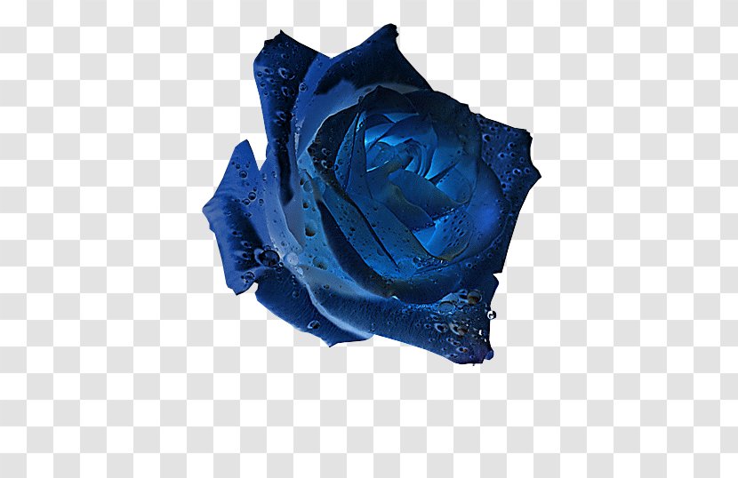 Blue Rose Garden Roses Flower - Family Transparent PNG