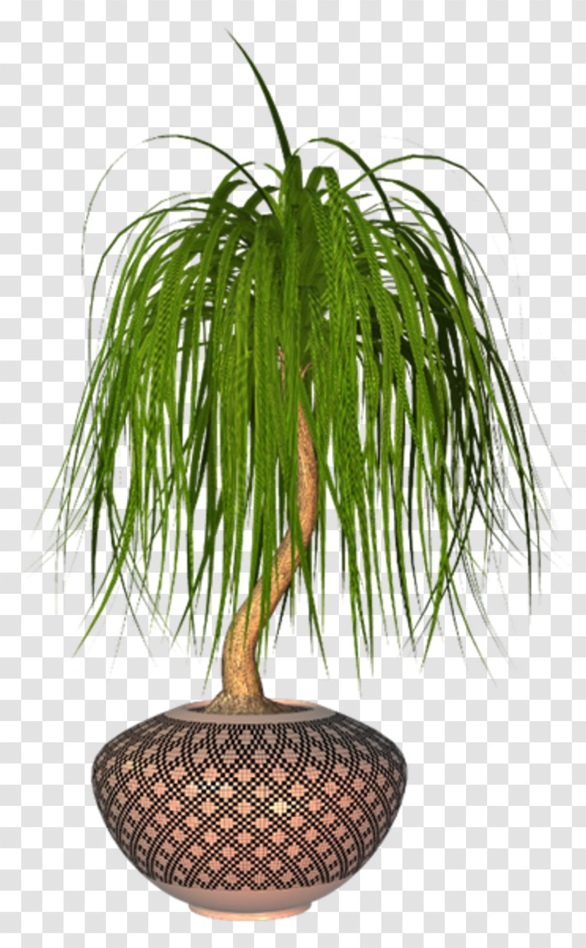 Palm Tree - Flowerpot - Arecales Flower Transparent PNG