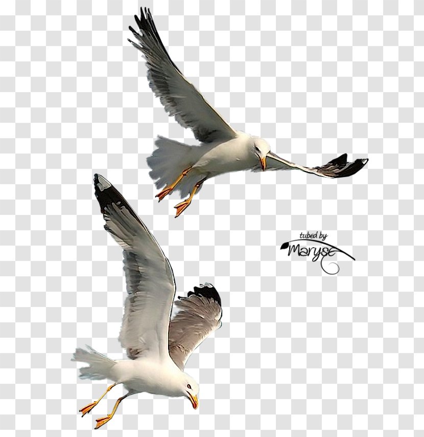 Bird Photography Gulls - Beak - Seagulls Flying Transparent PNG