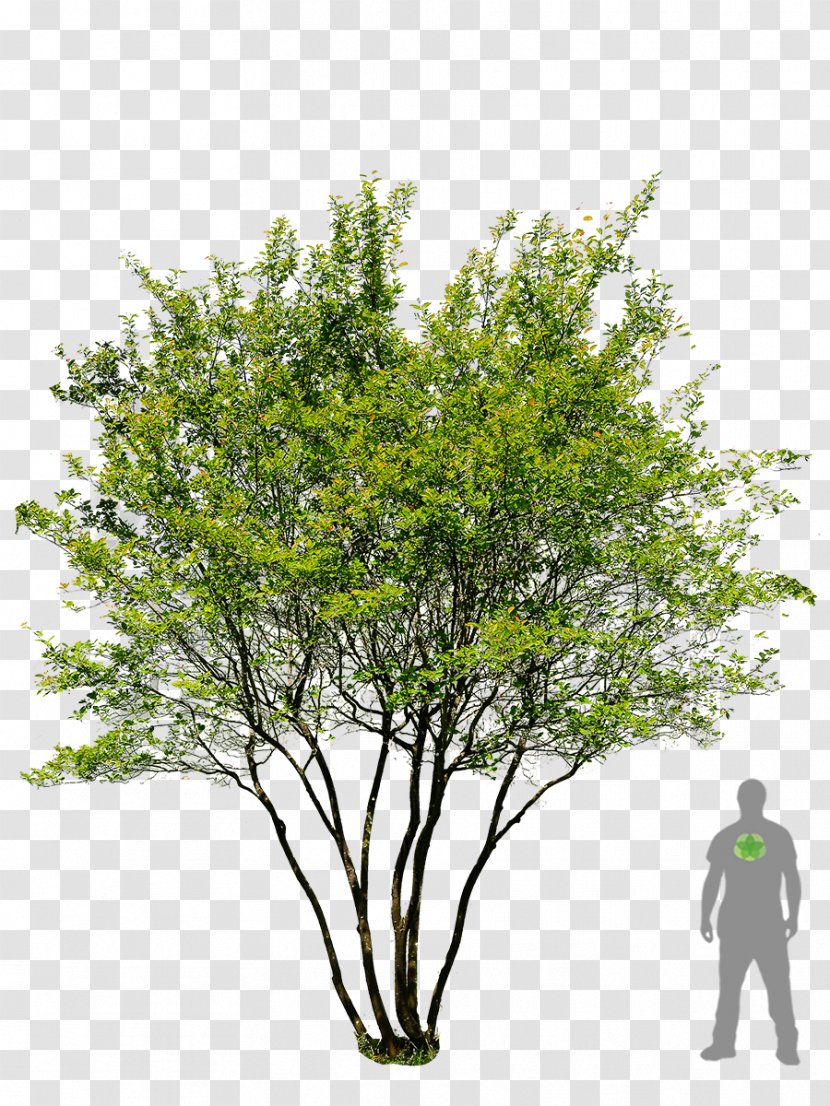 English Oak Tree Prunus Serrulata Garden Landscaping - Walnut Transparent PNG