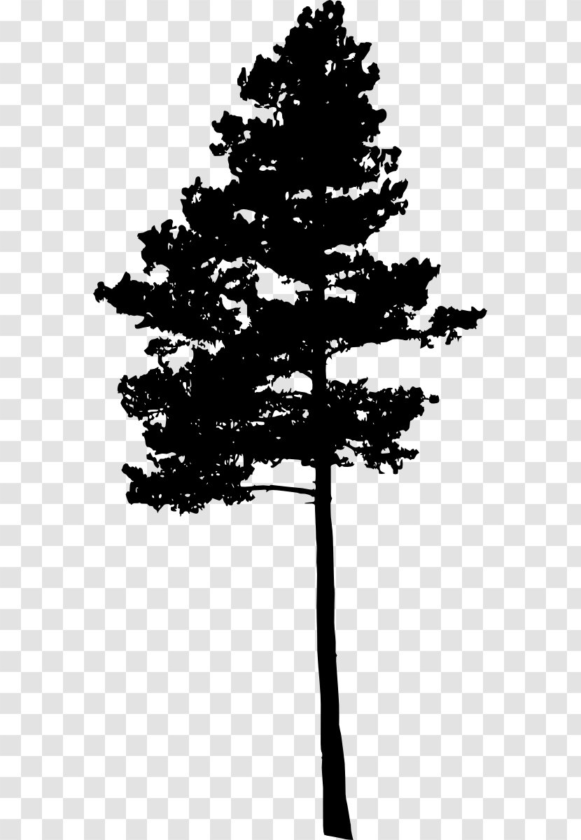 Pine Tree Fir Conifers Spruce - Plant Stem Transparent PNG