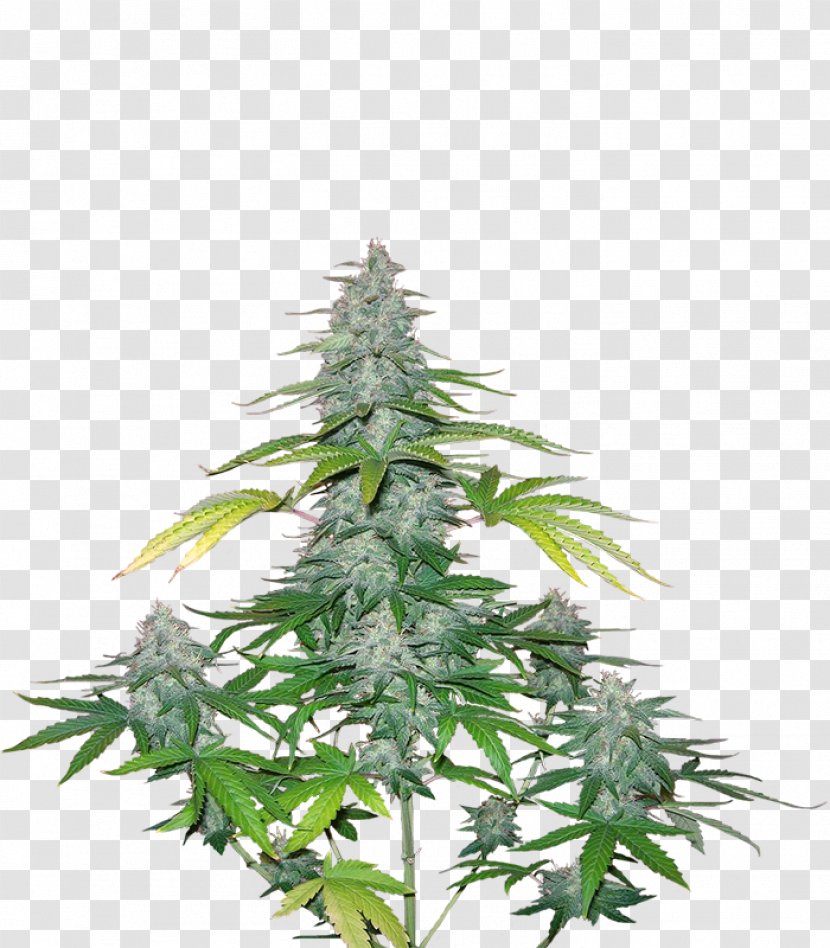 Cannabis Tree - Plant Transparent PNG