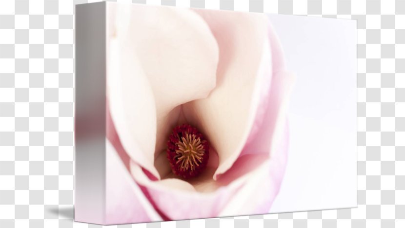 Close-up Ice Bucket Challenge Photography - Closeup - Magnolia Flower Painting Transparent PNG