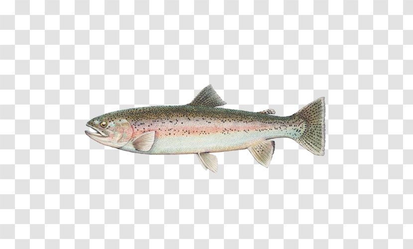 Round Valley Reservoir Polyploid Rainbow Trout Chinook Salmon - Coho - Fish Transparent PNG