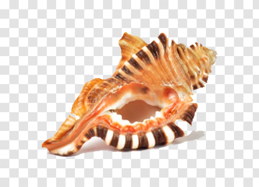 Ganesha Shankha Dakshinavarti Shankh Lakshmi Conch Transparent PNG