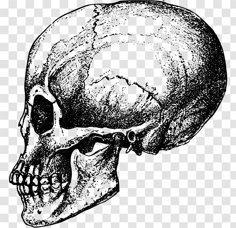 Human Skull Bone Skeleton Anatomy Transparent PNG