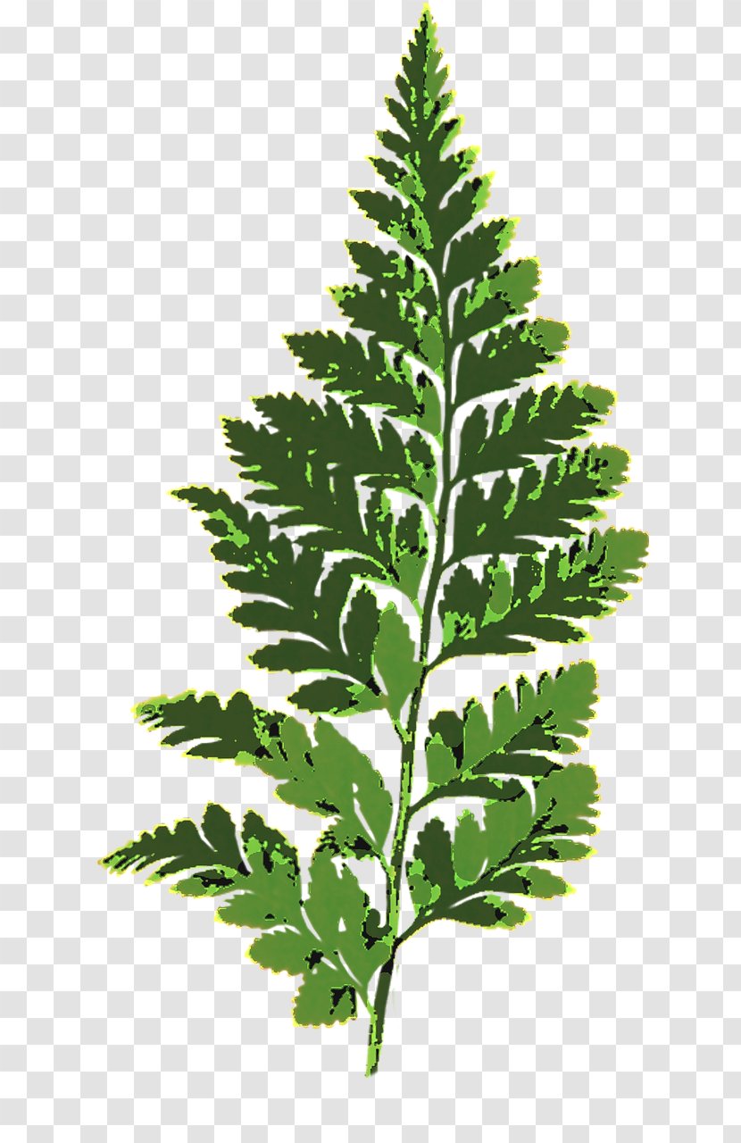 Fern Leaf Vascular Plant Transparent PNG