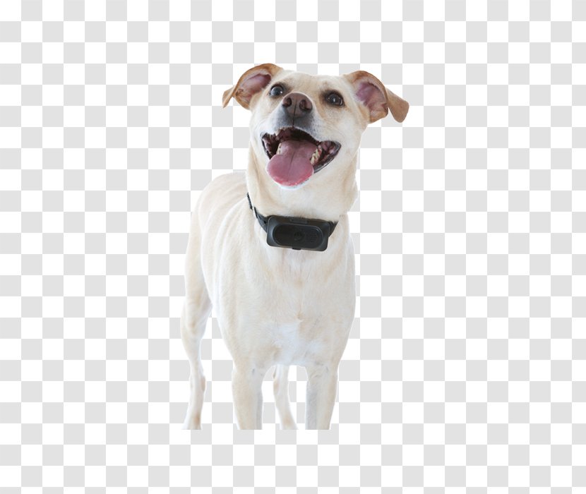Dog Breed Sporting Group Companion Collar - Like Mammal - Pet Fence Transparent PNG