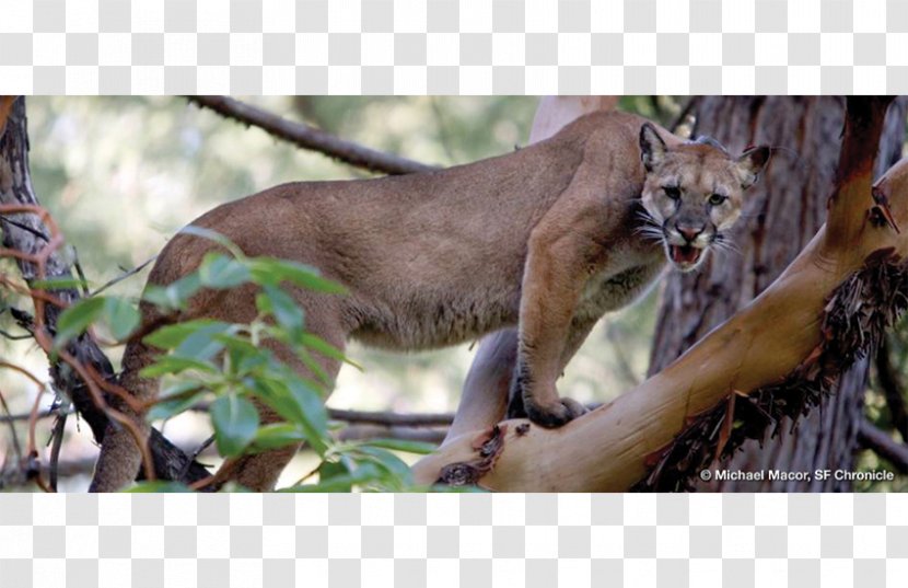 Cougar Lion Felidae Cat Tiger - Mountain Tree Transparent PNG