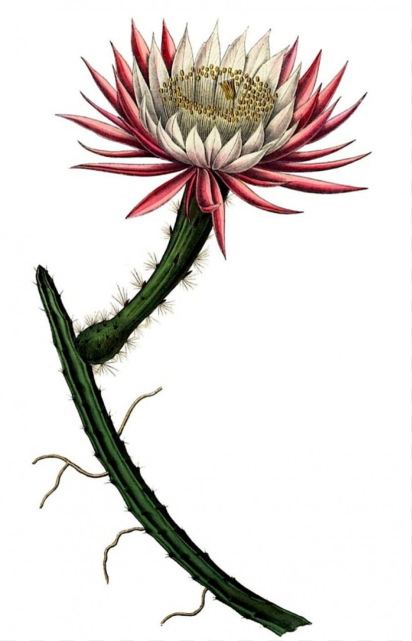 Selenicereus Spinulosus Grandiflorus Flowering Plant Stem - Epiphyllum Hybrid - Cactus Transparent PNG