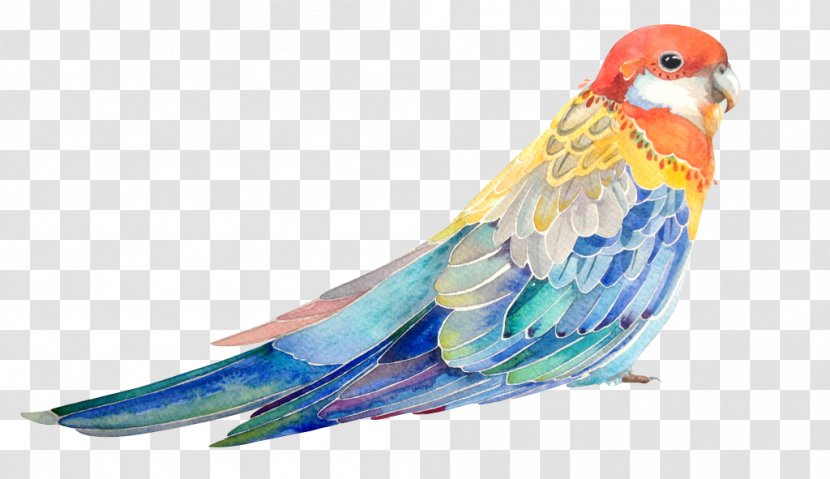 Bird Parrot Watercolor Painting Illustration - Finch - Painted Hand Transparent PNG