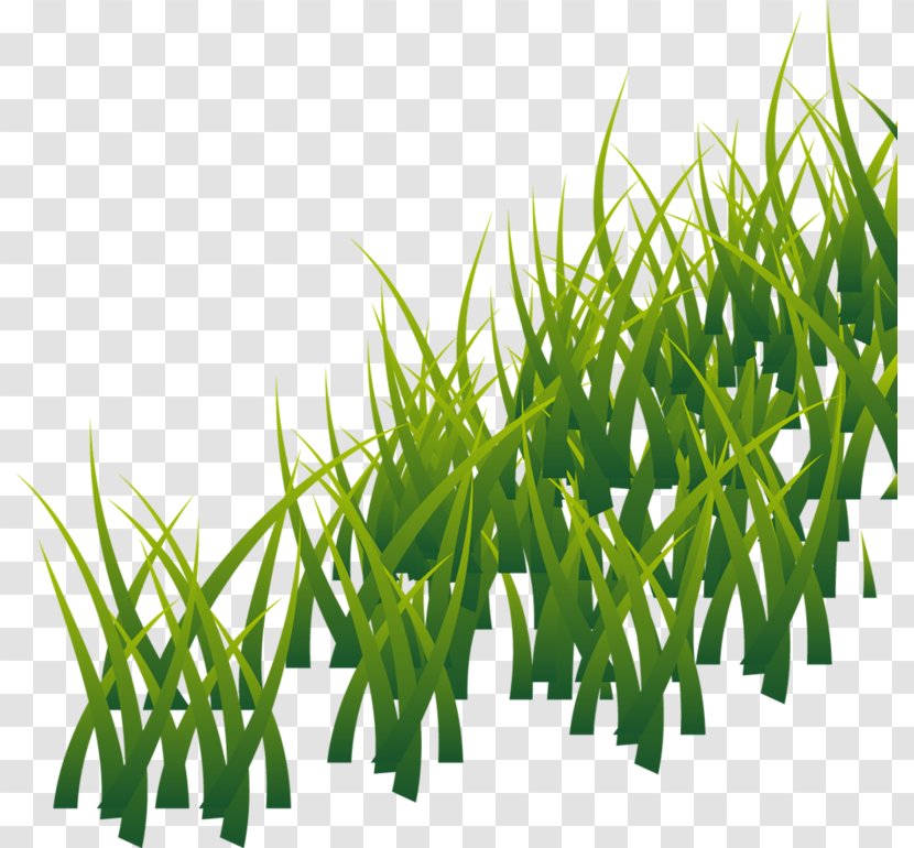 Grass Lawn Photography - Plant - Herbes Transparent PNG