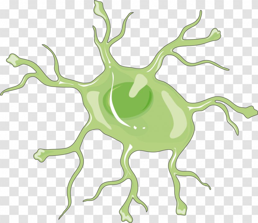 Astrocyte Spinal Cord Sphingosine-1-phosphate Receptor Nervous System - Watercolor Transparent PNG