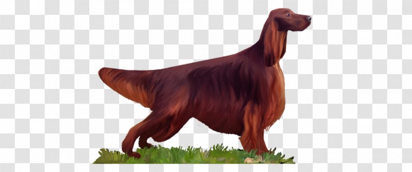 Irish Setter Dog Breed Animal - Mammal - Canidae Transparent PNG