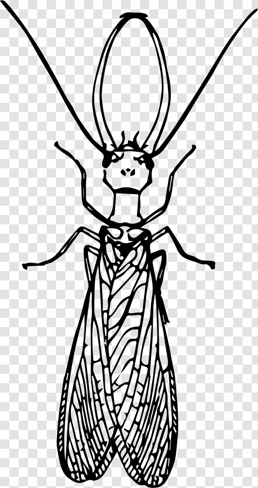 Insect Dobsonflies Drawing Clip Art - Image File Formats Transparent PNG