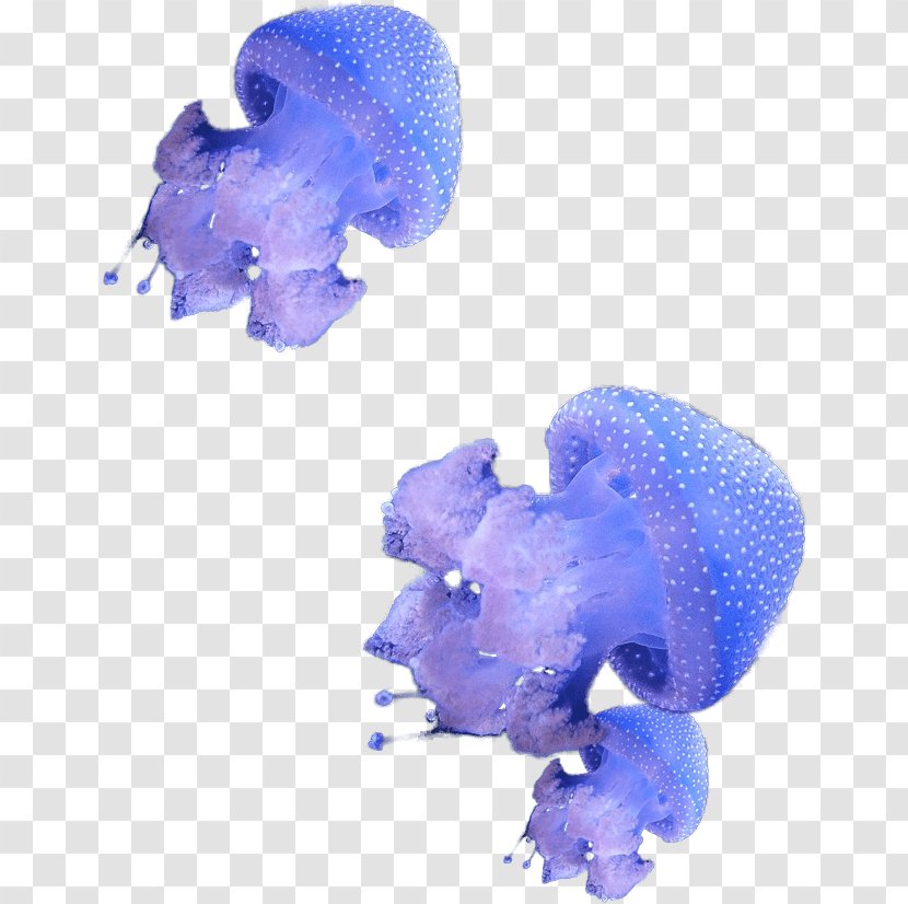 Hydrozoa Deep Sea Creature Marine Invertebrates - Jellyfish Transparent PNG