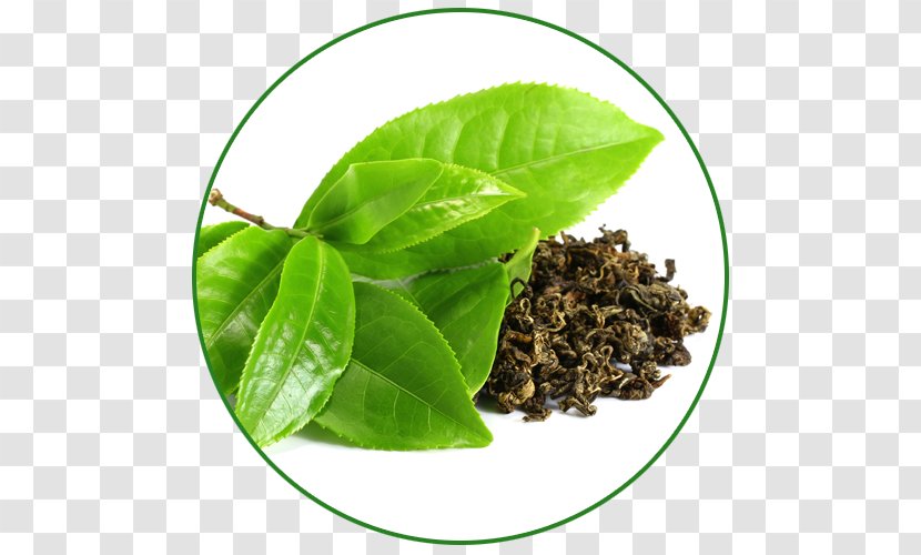 Green Tea Camellia Sinensis Dandelion Coffee Drink Transparent PNG