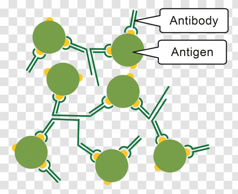 Pathogen Immune System Antibody Antigen Immunity - Diagram Transparent PNG