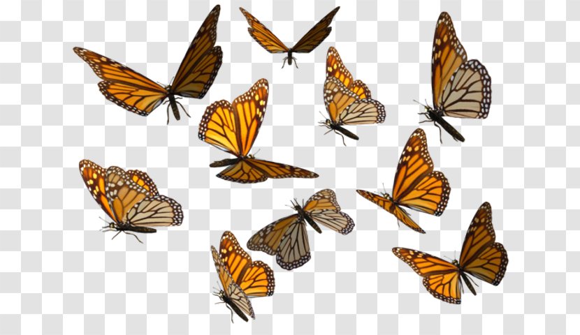 Monarch Butterfly Clip Art Image - Gulf Fritillary Transparent PNG