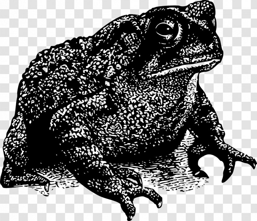 Frog Toad Amphibian Drawing - Black And White Transparent PNG