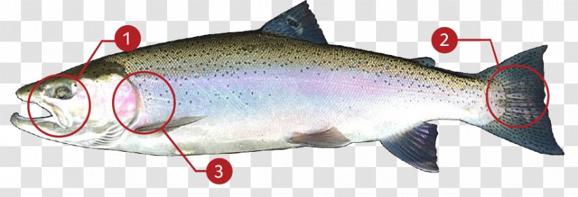 Coho Salmon Sardine Rainbow Trout Cutthroat - Salmoninae - Steelhead Flies Transparent PNG