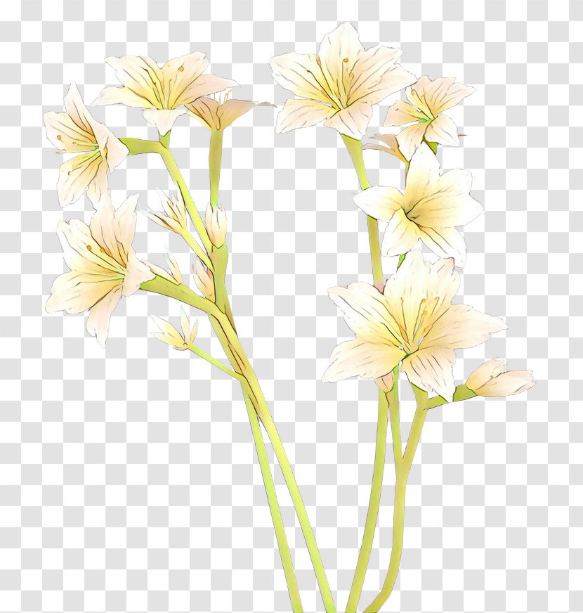 Cut Flowers Petal Plants - Wildflower - Pink Family Transparent PNG
